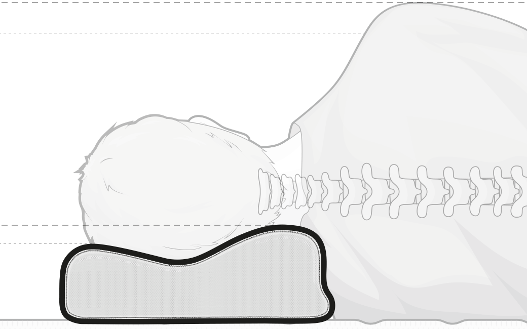 Illustration: Eine Person in Seitenlage. Der Kopf liegt so auf dem Nackenstützkissen, dass die höhere Wölbung am Hals anliegt – die eingezeichnete Wirbelsäule ist gerade.